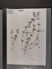 Lysimachia arvensis image