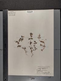 Lysimachia arvensis image