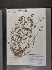 Lysimachia arvensis image