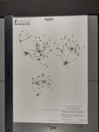 Androsace occidentalis image