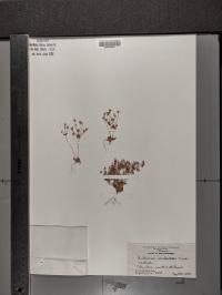 Androsace occidentalis image