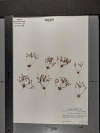 Androsace occidentalis image