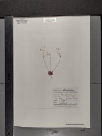 Androsace septentrionalis image