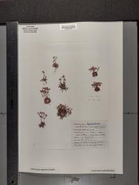 Androsace septentrionalis image