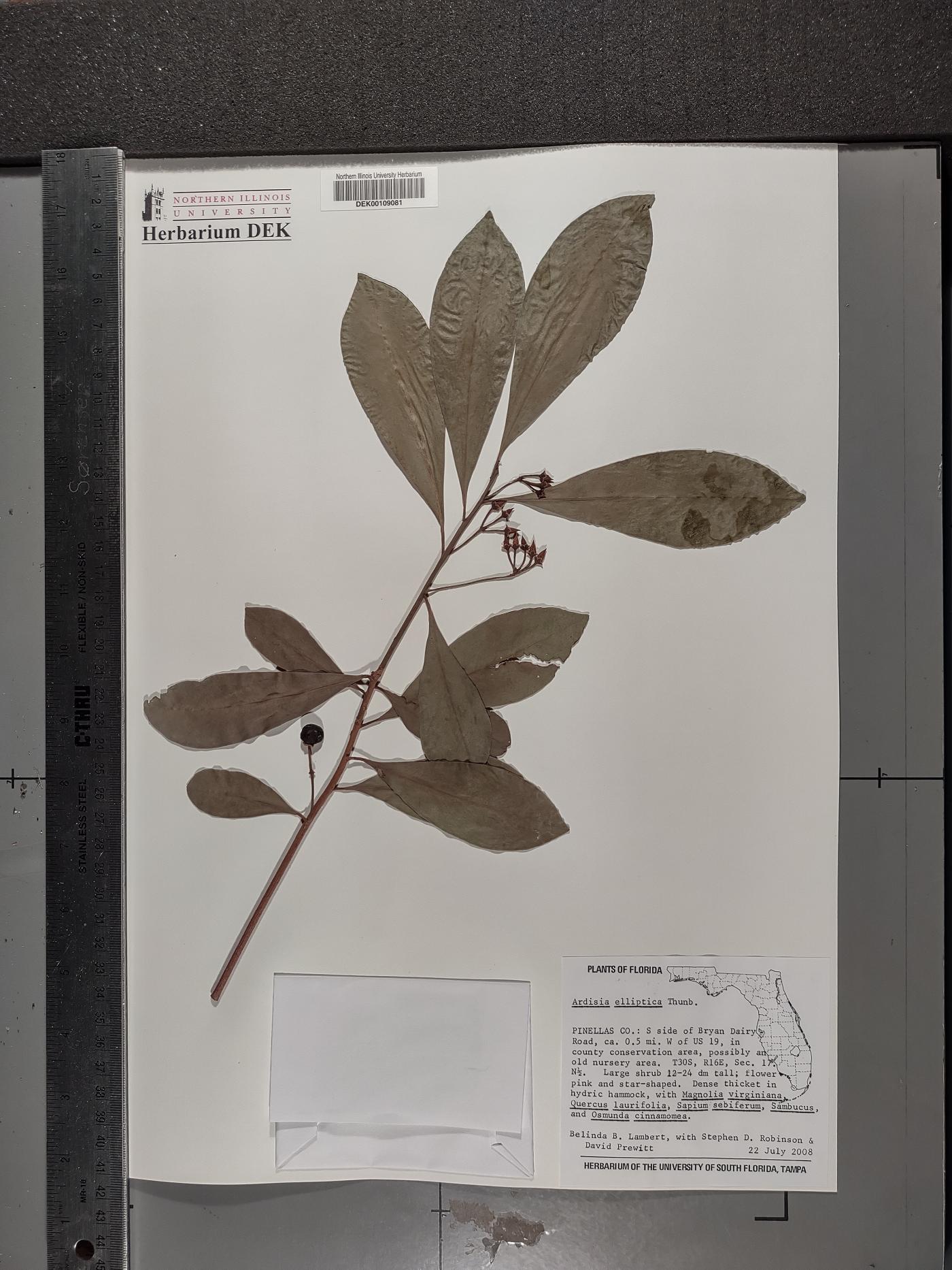 Ardisia elliptica image