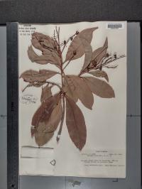 Ardisia revoluta image