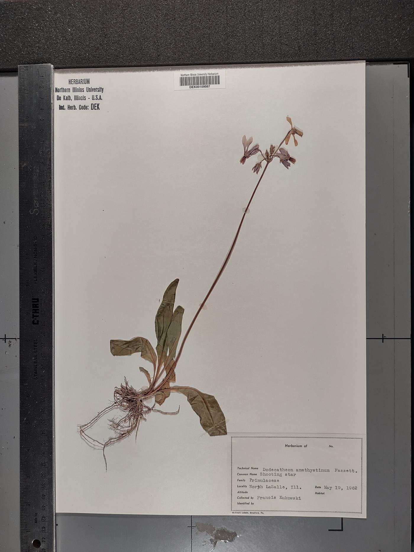 Primula fassettii image