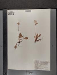 Primula clevelandii image
