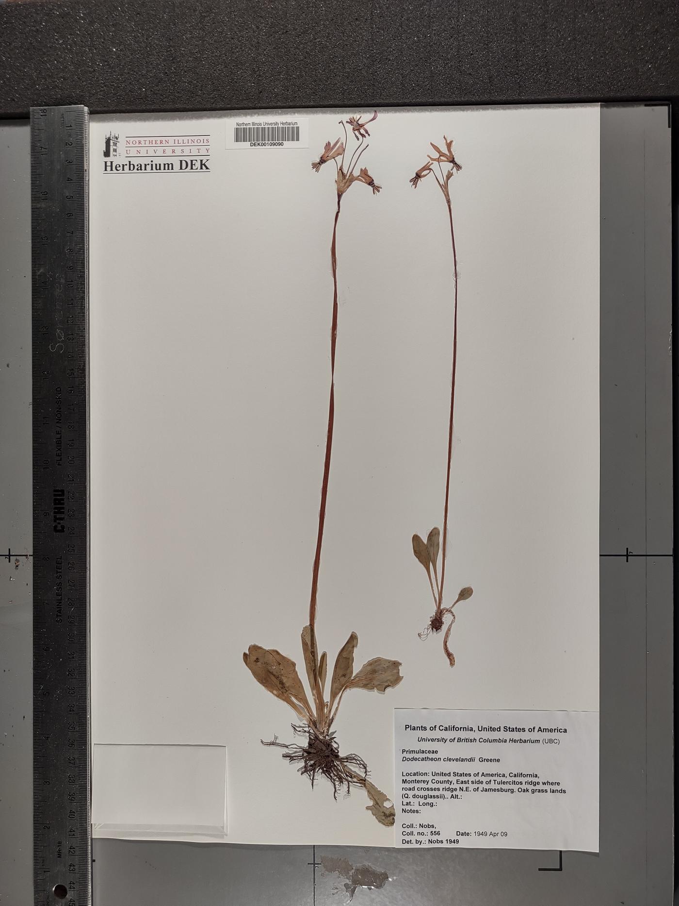 Primula clevelandii image