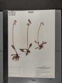Primula clevelandii image