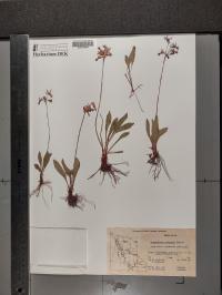 Dodecatheon pulchellum image