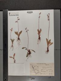 Dodecatheon pulchellum image