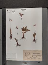 Dodecatheon pulchellum image