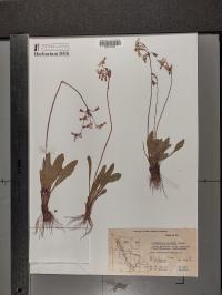 Dodecatheon pulchellum image