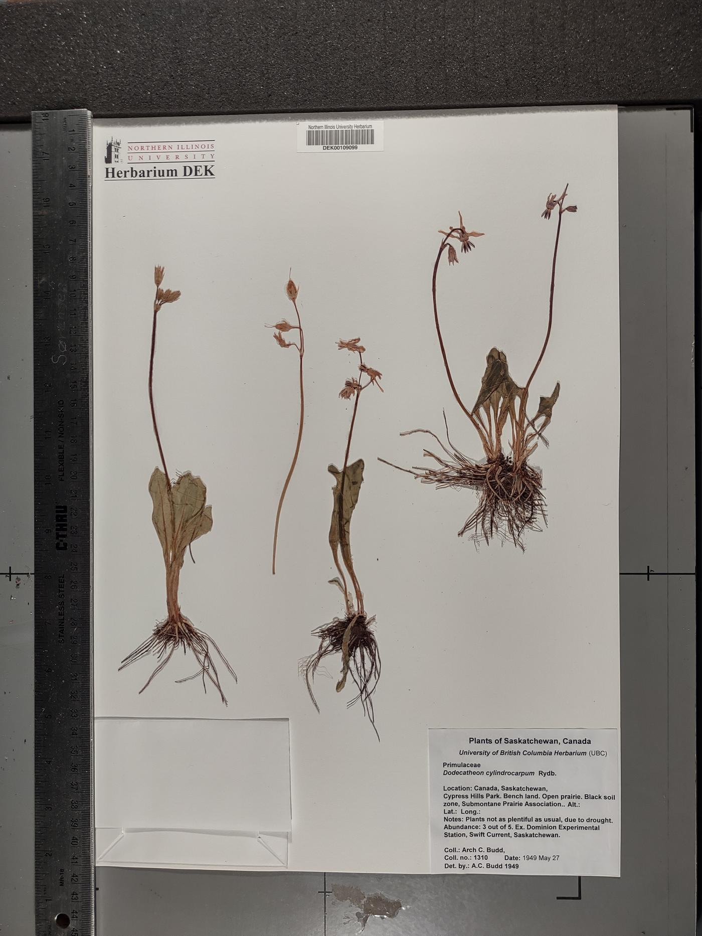 Dodecatheon conjugens var. conjugens image