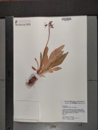 Dodecatheon jeffreyi image