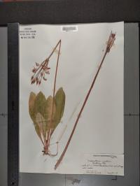 Dodecatheon meadia image