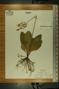 Dodecatheon meadia image