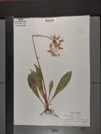 Dodecatheon meadia image