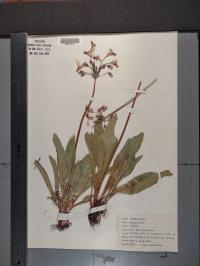 Dodecatheon meadia image