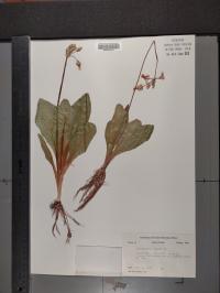 Dodecatheon meadia image