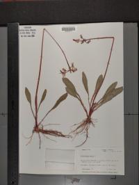 Dodecatheon meadia image