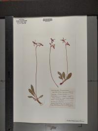 Primula pauciflora image