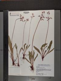 Dodecatheon pulchellum image