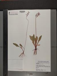 Dodecatheon pulchellum image