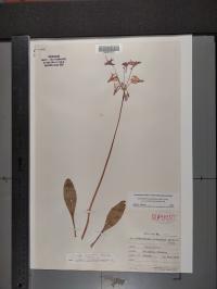 Dodecatheon pulchellum image