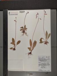 Primula pauciflora image
