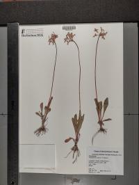 Primula pauciflora image