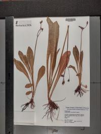Dodecatheon jeffreyi image