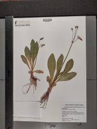 Dodecatheon jeffreyi image