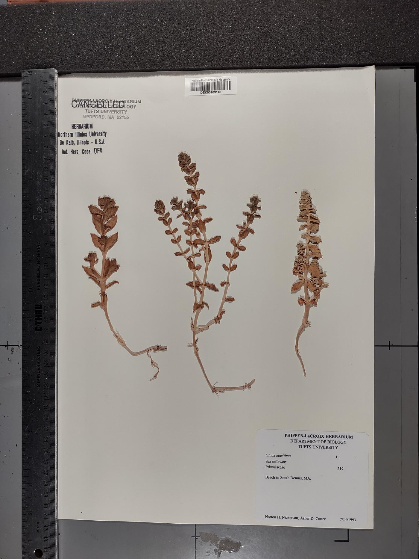 Lysimachia maritima image