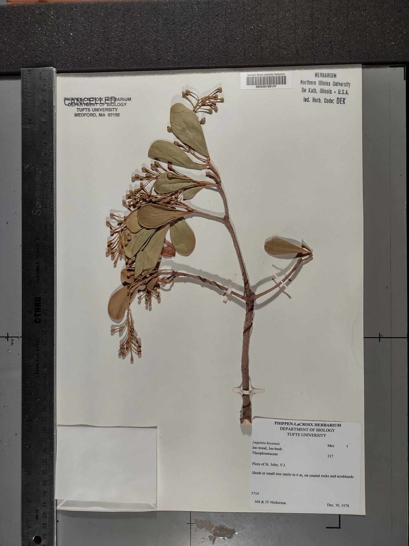 Jacquinia keyensis image