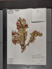 Bonellia macrocarpa image