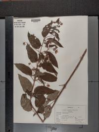 Lysimachia ciliata image