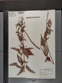 Lysimachia ciliata image