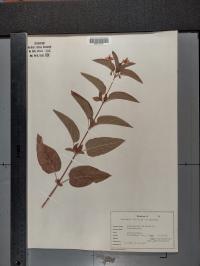 Lysimachia ciliata image