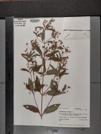 Lysimachia ciliata image