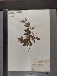 Lysimachia ciliata image
