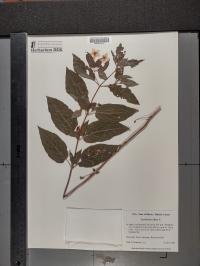 Lysimachia ciliata image
