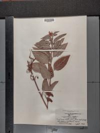 Lysimachia ciliata image