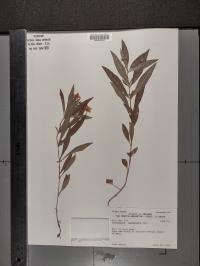 Lysimachia lanceolata image