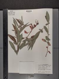 Lysimachia lanceolata image