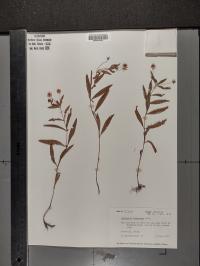 Lysimachia lanceolata image
