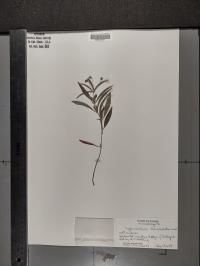 Lysimachia lanceolata image