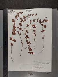 Lysimachia nummularia image