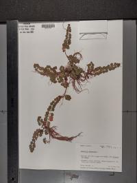 Lysimachia nummularia image